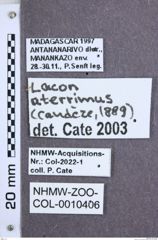 Etikette zu Lacon aterrimus (NHMW-ZOO-COL-0010406)